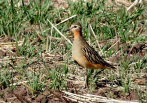 Tawny-throated Dotterel