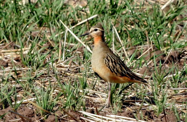 Tawny-throated Dotterel