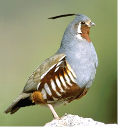 Mountain Quail