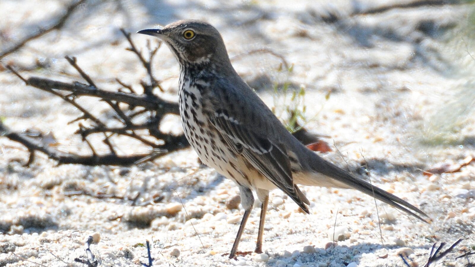 Sage Thrasher