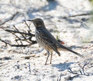 Sage Thrasher