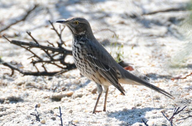 Sage Thrasher