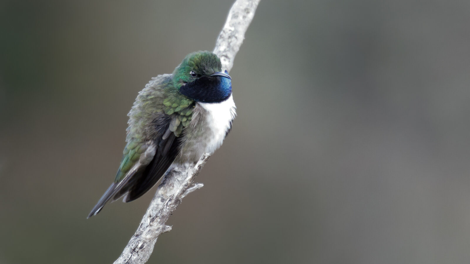 Blue-throated Hillstar