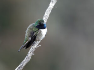 Blue-throated Hillstar