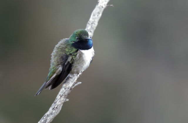 Blue-throated Hillstar