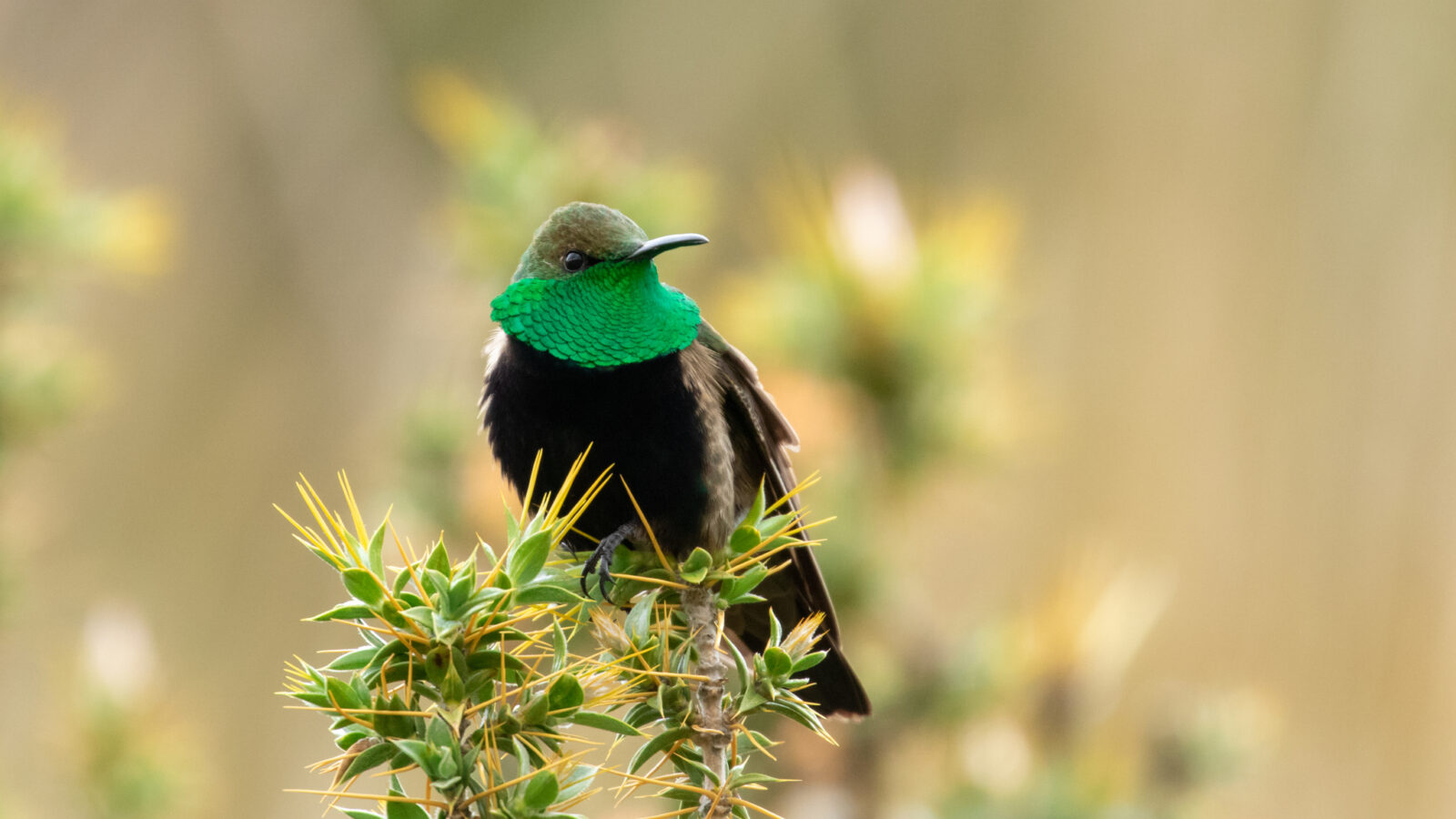 Black-breasted Hillstar
