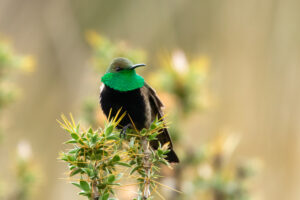 Black-breasted Hillstar