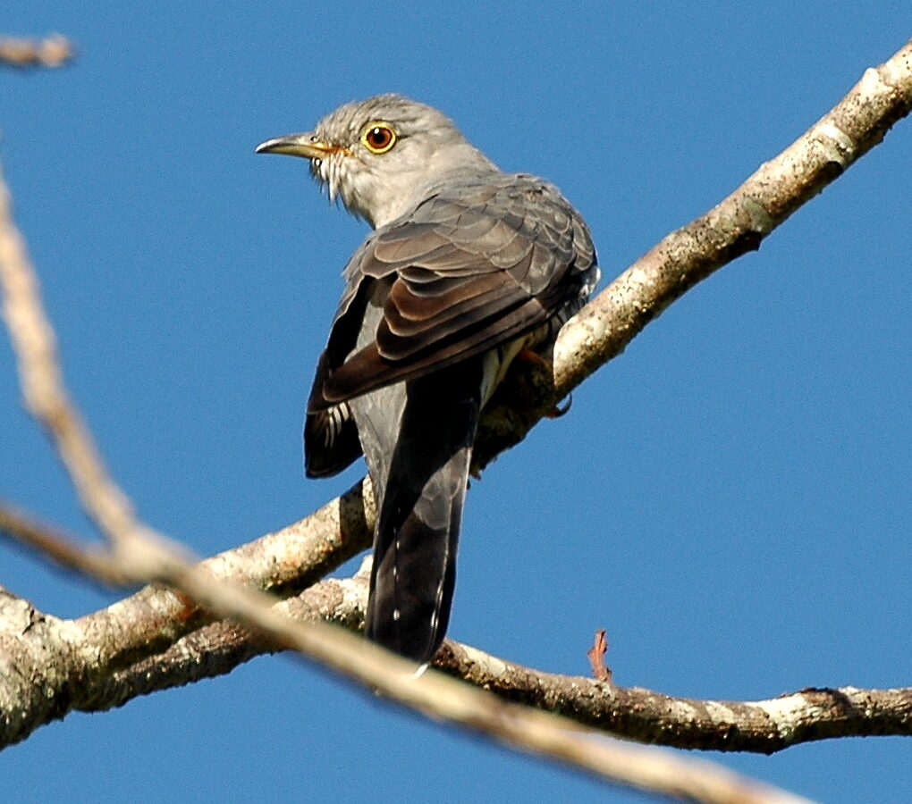 Oriental Cuckoo