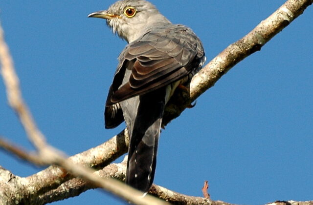 Oriental Cuckoo