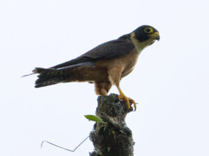 Oriental Hobby