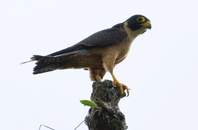 Oriental Hobby
