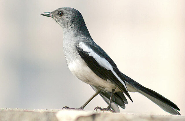 Oriental Magpie-Robin