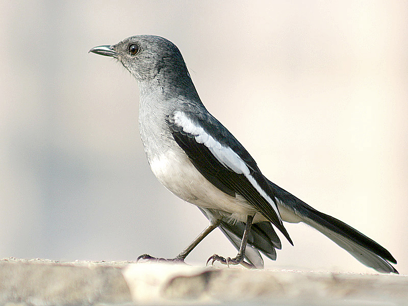 Oriental Magpie-Robin