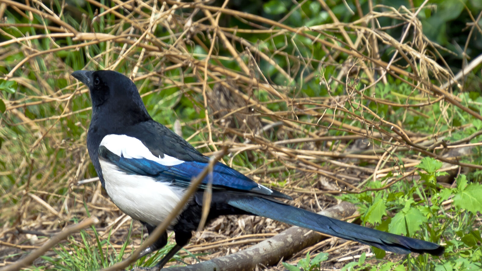 Oriental Magpie