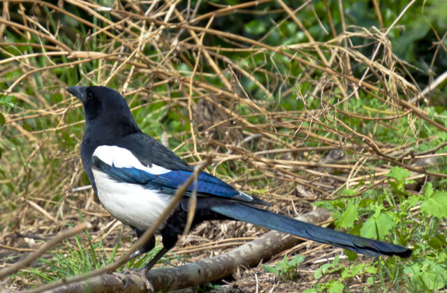 Oriental Magpie