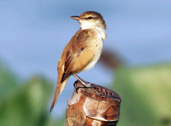 Oriental Reed Warbler
