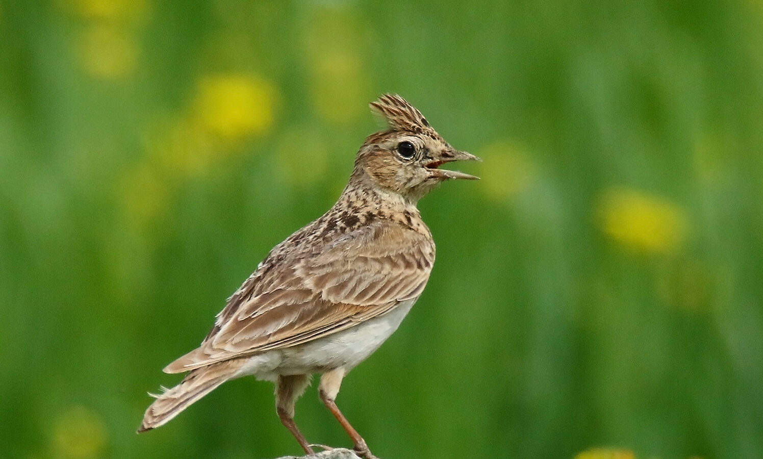 Oriental Skylark