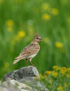 Oriental Skylark