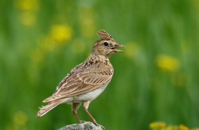 Oriental Skylark