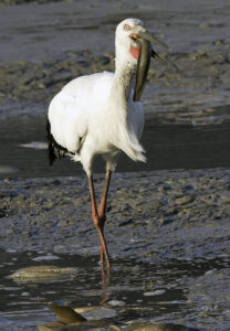 Oriental Stork
