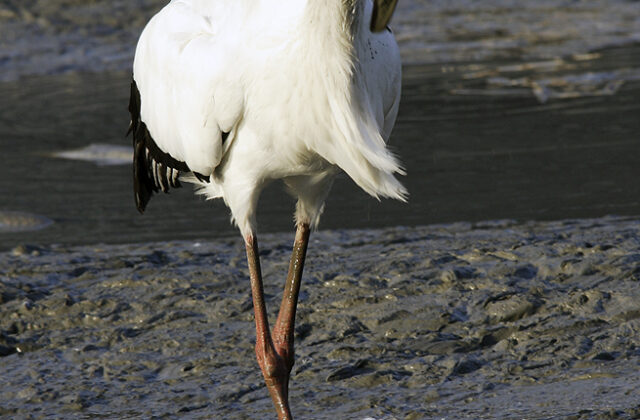 Oriental Stork