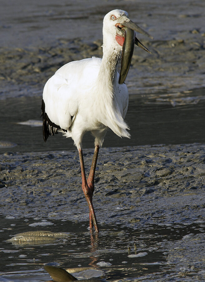 Oriental Stork