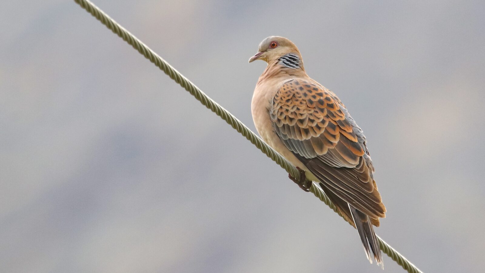 Oriental Turtle Dove