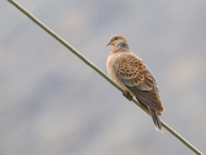 Oriental Turtle Dove