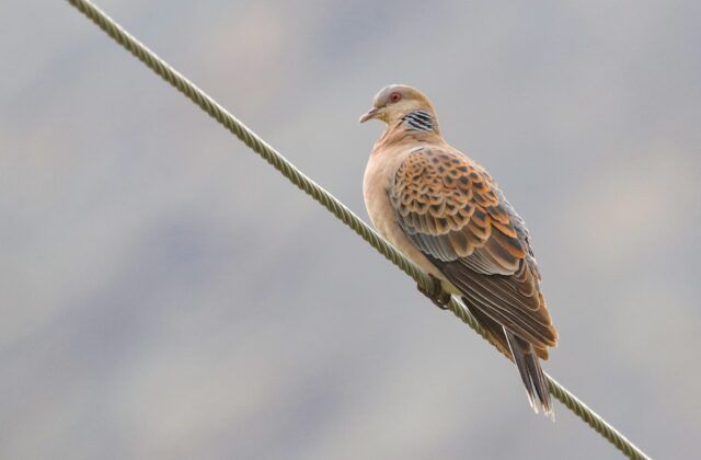 Oriental Turtle Dove