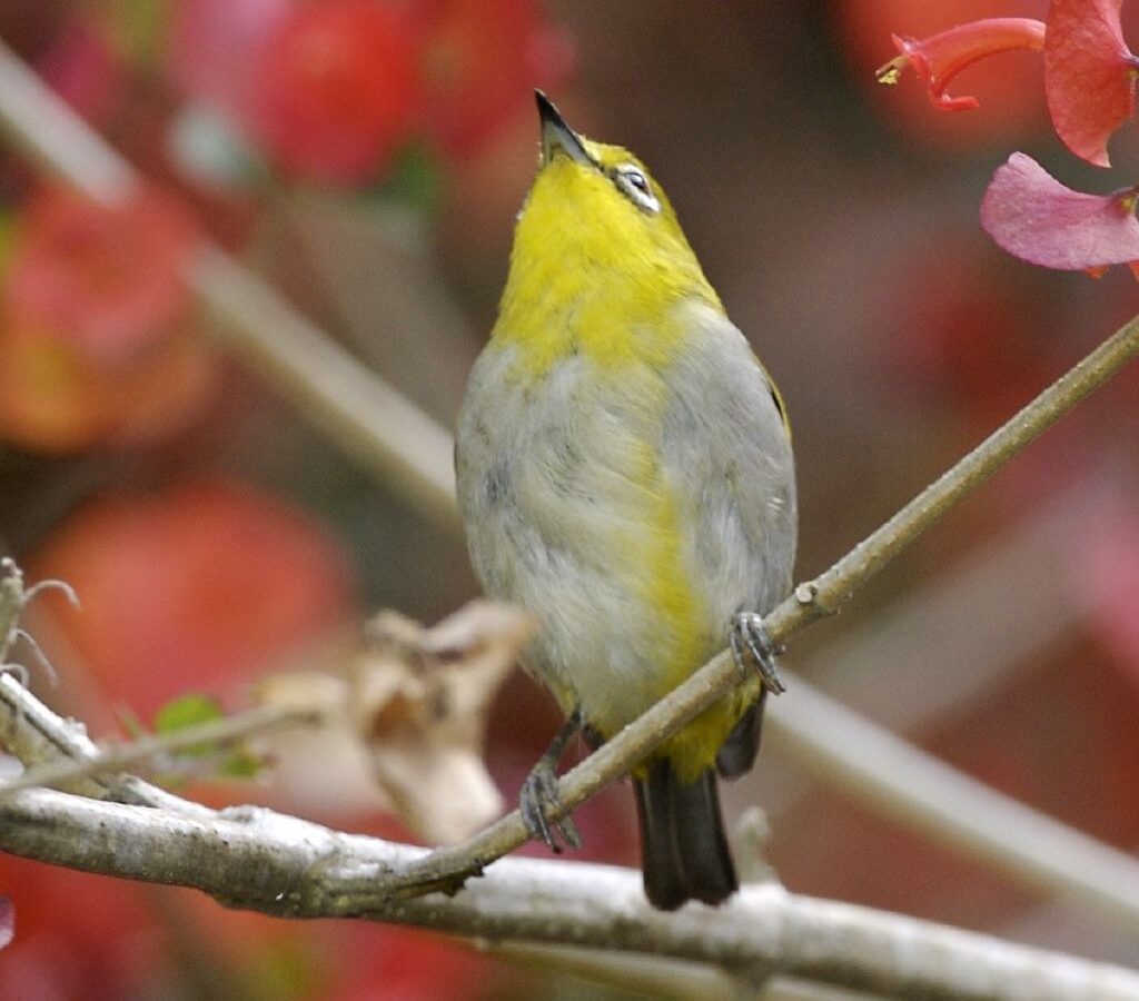 Sangkar White-eye