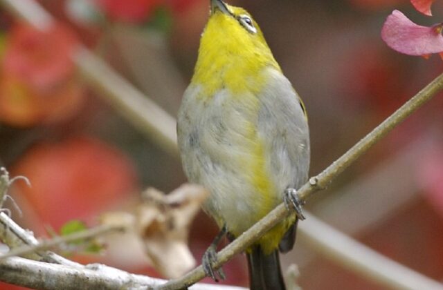 Sangkar White-eye