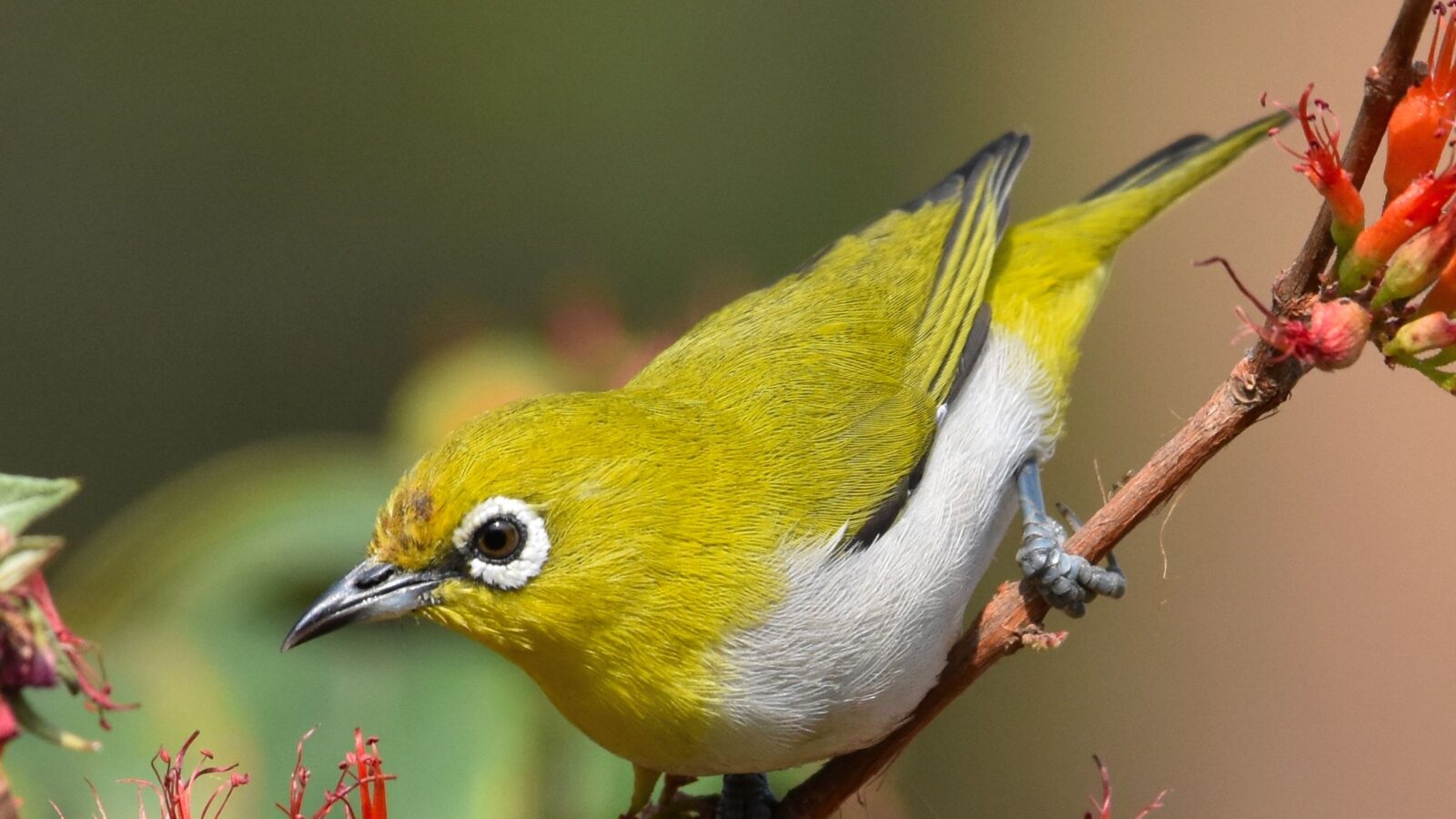 Indian White-eye