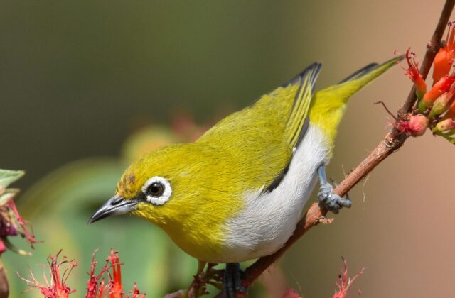 Indian White-eye