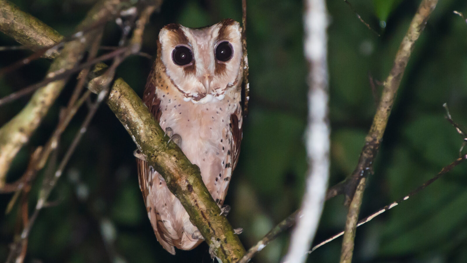 Oriental Bay Owl