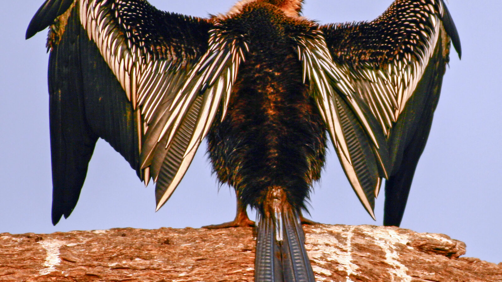 Oriental Darter