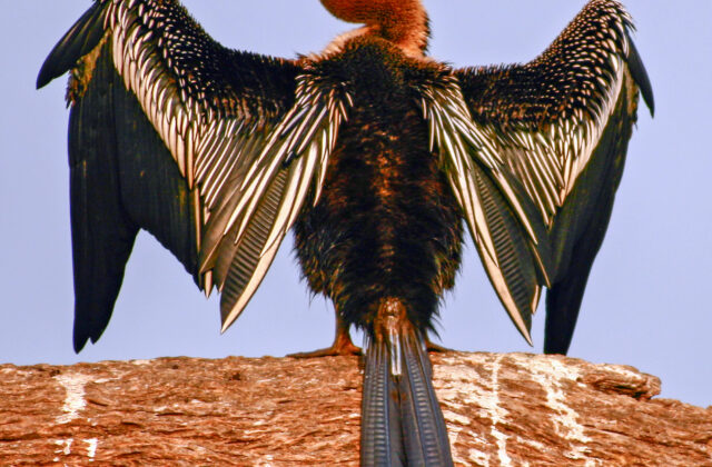 Oriental Darter