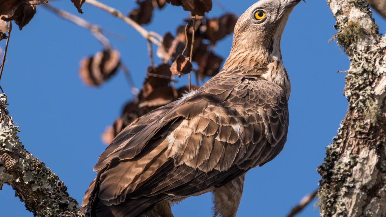 Crested Honey Buzzard