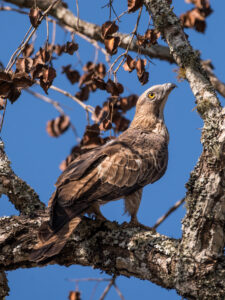 Crested Honey Buzzard