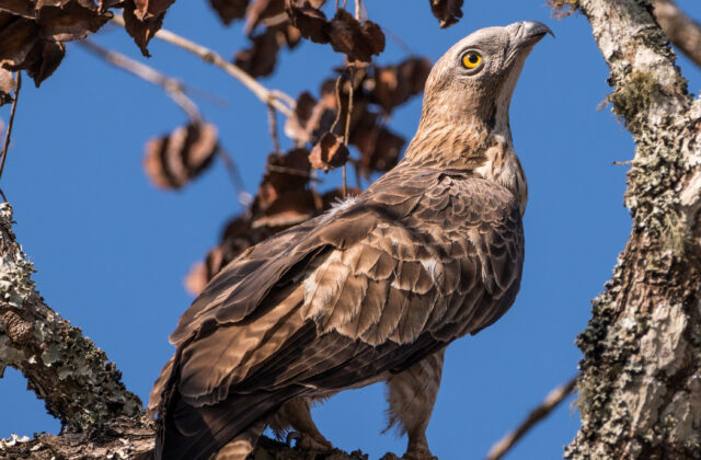 Crested Honey Buzzard