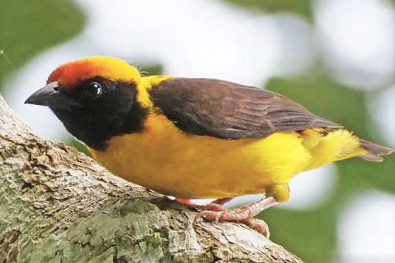 Preuss’s Weaver