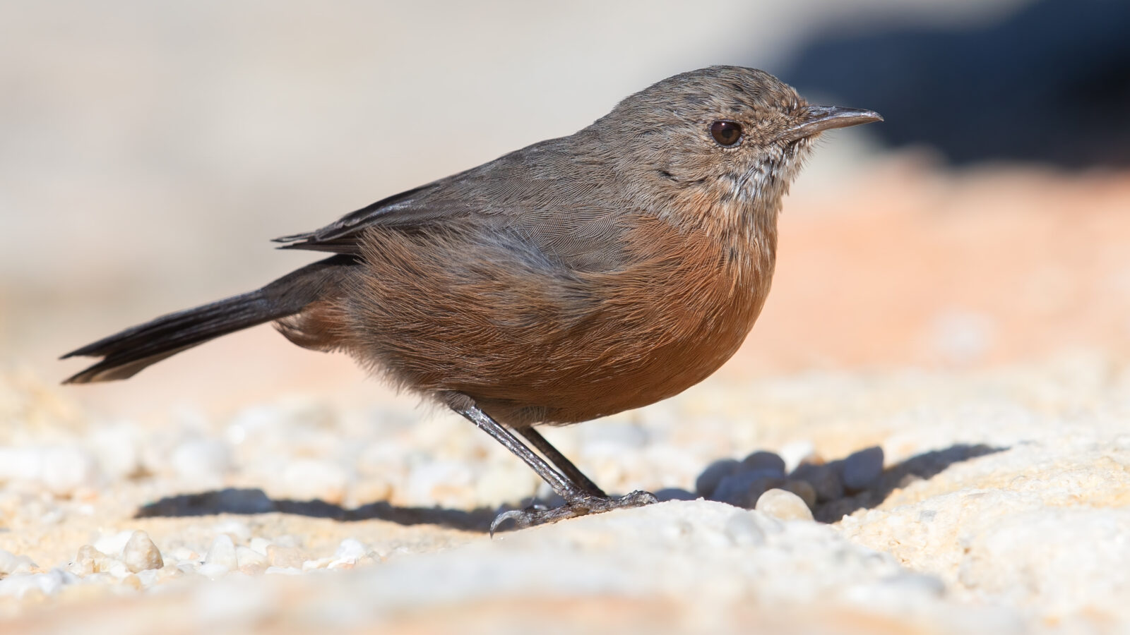 Rockwarbler