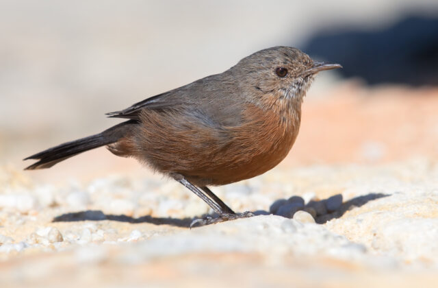 Rockwarbler