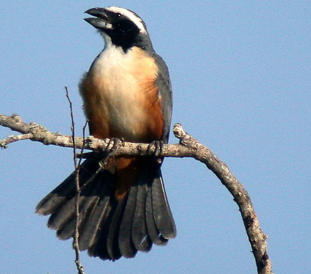 Orinoco Saltator