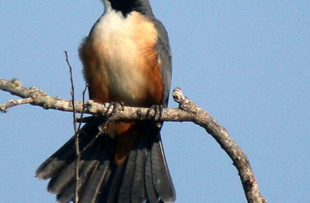 Orinoco Saltator