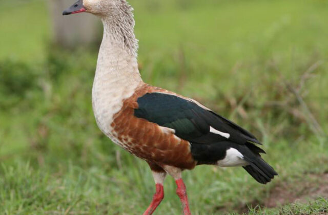 Orinoco Goose