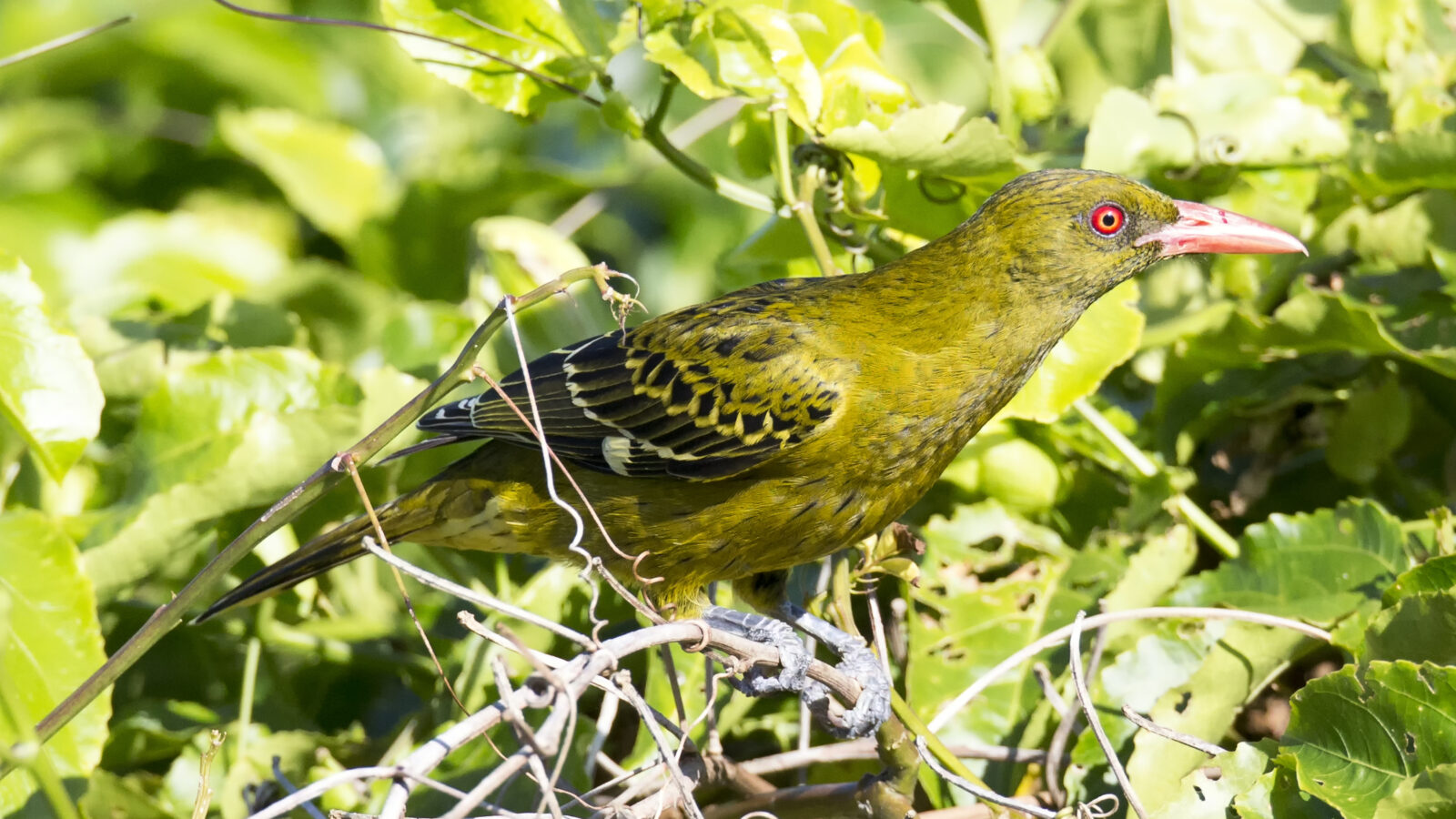 Green Oriole