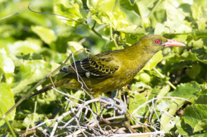 Green Oriole