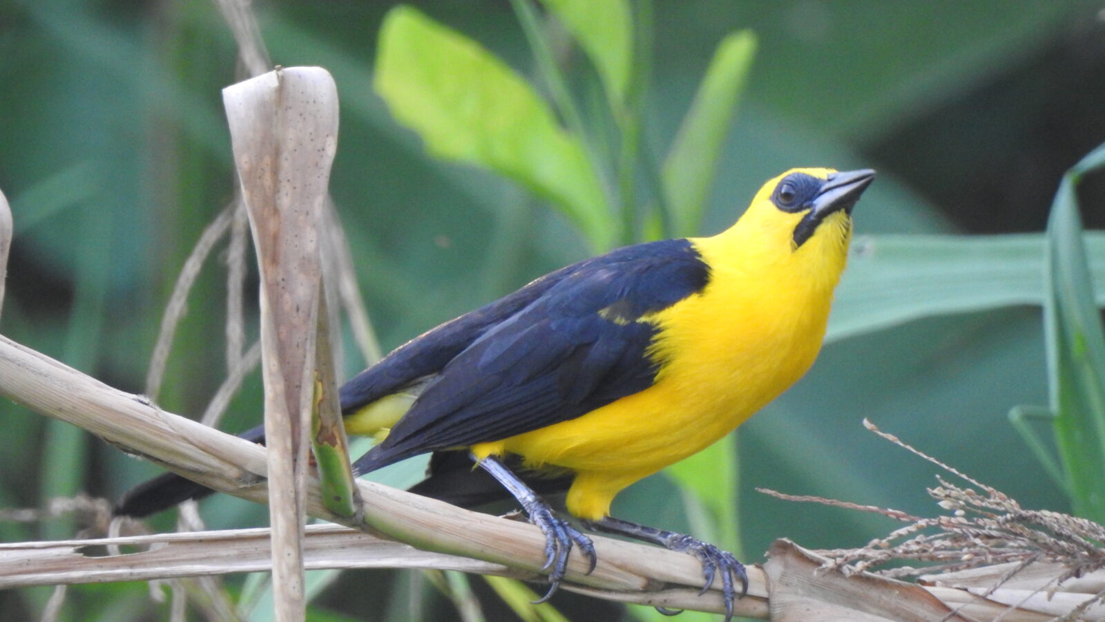 Oriole Blackbird