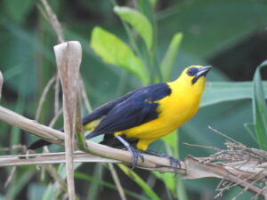 Oriole Blackbird