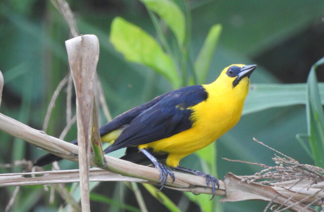 Oriole Blackbird